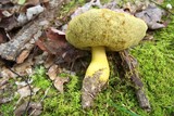 Boletus roxanae image