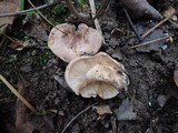 Tricholoma populinum image