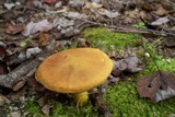 Boletus roxanae image