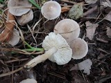 Tricholoma scalpturatum image