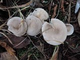 Tricholoma scalpturatum image