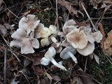 Tricholoma scalpturatum image