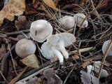 Tricholoma scalpturatum image