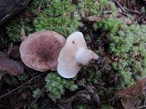 Tricholoma tumidum image