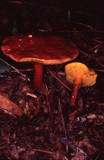 Boletus rubellus image