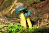 Leotia viscosa image