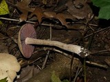 Laccaria ochropurpurea image