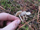 Clitocybe fragrans image