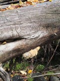 Hericium abietis image