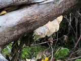 Hericium abietis image