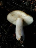 Russula cerolens image