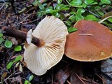 Cystoderma fallax image