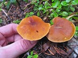 Cystoderma fallax image