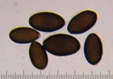 Panaeolus semiovatus image
