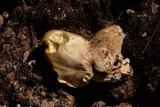 Suillus tomentosus image