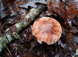Hygrophorus russula image