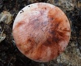 Hygrophorus russula image