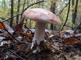 Hygrophorus russula image