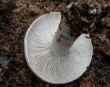 Hygrophorus russula image