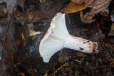Hygrophorus russula image