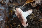 Hygrophorus russula image