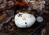 Hygrophorus subsordidus image