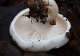 Hygrophorus subsordidus image