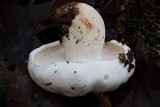 Hygrophorus subsordidus image