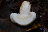 Hygrophorus subsordidus image