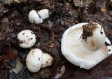 Hygrophorus subsordidus image