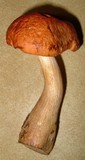 Boletus viscidocorrugis image