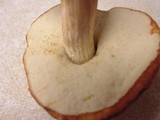 Boletus viscidocorrugis image