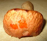 Boletus viscidocorrugis image