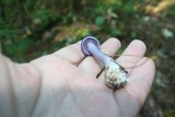 Cortinarius iodes image