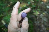 Cortinarius iodes image