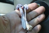 Cortinarius iodes image