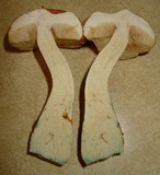 Boletus viscidocorrugis image