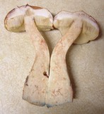 Boletus viscidocorrugis image