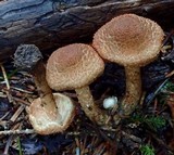 Inocybe hirsuta var. maxima image