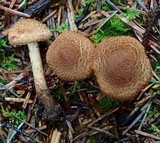 Inocybe hirsuta var. maxima image