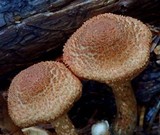 Inocybe hirsuta var. maxima image
