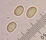 Inocybe hirsuta var. maxima image