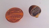 Scleroderma laeve image