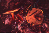Boletus rubellus image