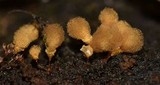 Trichia decipiens image