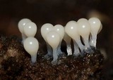 Trichia decipiens image