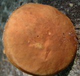 Leccinum subglabripes image