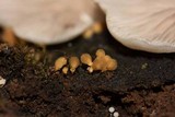 Trichia decipiens image