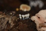 Trichia decipiens image