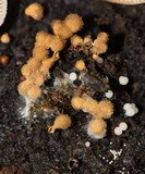 Trichia decipiens image